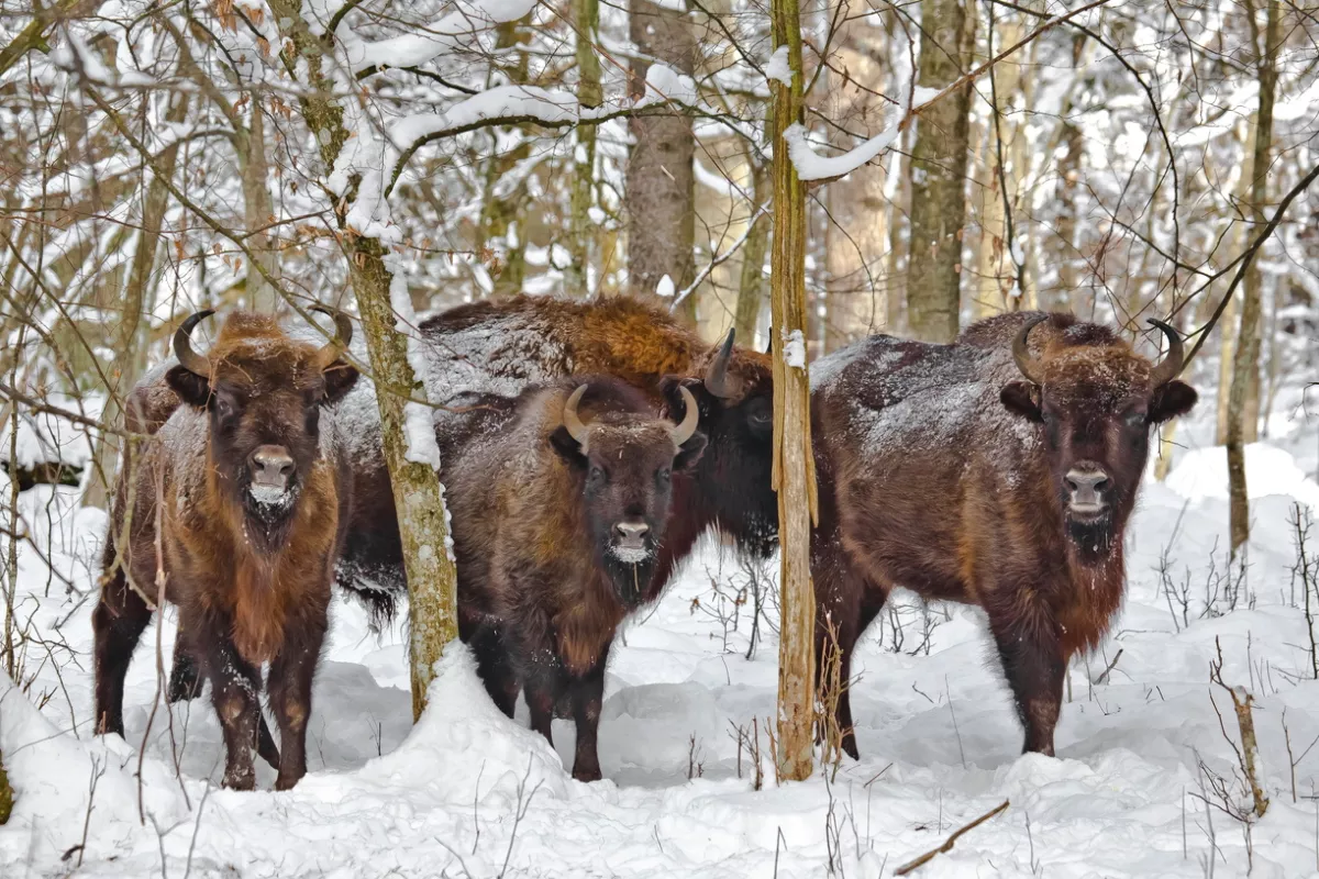 Wisenten in het Białowieża National Park