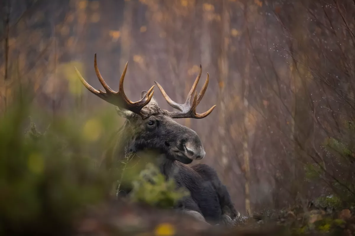 eland in Kampinos National Park in Polen